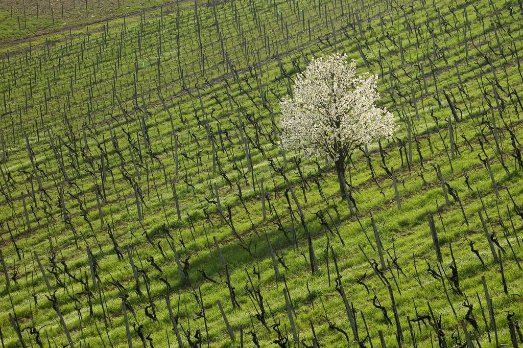 Agriturismo Buondonno Castellina in Chianti Ngoại thất bức ảnh